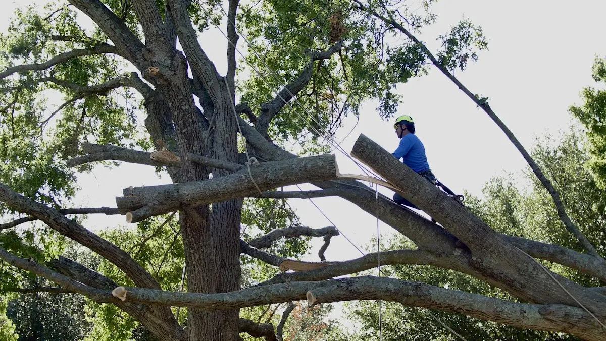Professional Hazardous Tree Removal performed by certified arborists in Baraga