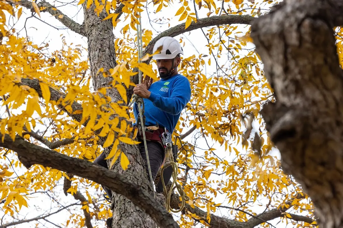Skilled Emergency Tree Service crew working in Baraga